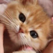 可爱小猫咪，有没有被萌化了？