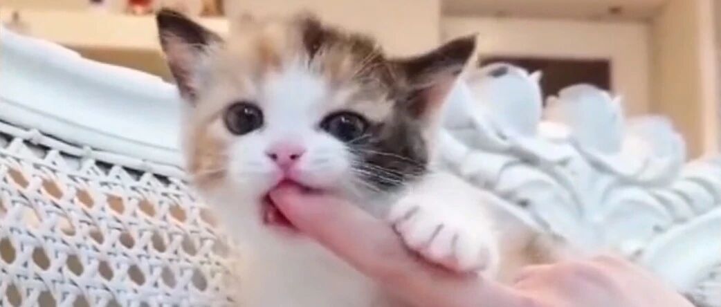 喵星人就是那种萌中带点呆的生物！