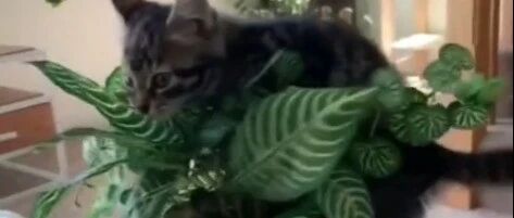 喵星人可以调皮到什么程度？好一波精彩纷呈的杂技演员翻车合集！