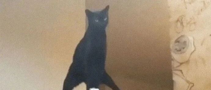 喵星人智障成这个鬼样子? 还有得救吗?