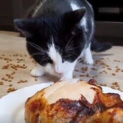 吃鸡or猫粮？喵星人会怎样选择？