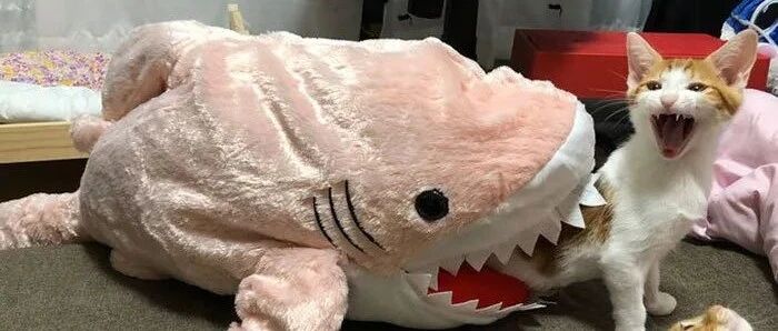 为大家盘点一下喵星人演技炸裂的瞬间！