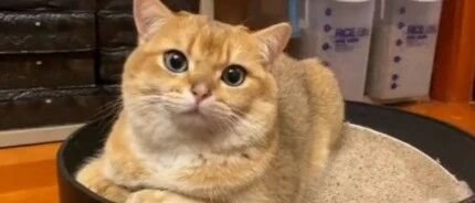 喵星人和铲屎官之间的爆笑对话，原来喵星人辣么萌蠢！