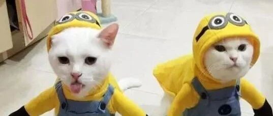 喵星人的新衣服，一个比一个奇葩。。。