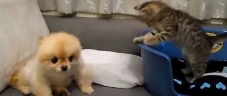 呆萌猫咪几度想偷袭狗狗，却反被狗狗吓倒了！