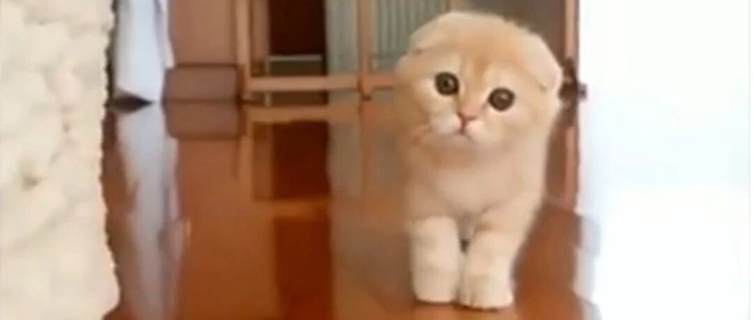 和猫咪玩一二三木头人，猫咪实在太呆萌