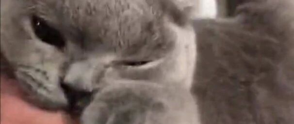 喵星人有绝技，铲屎官来讨教，结局亮了