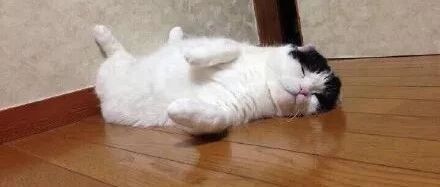 什么叫废猫扶不上墙？除了床，全世界与朕无关！