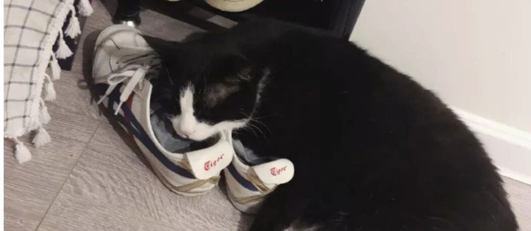 铲屎官最喜欢吸猫，那猫咪最喜欢吸什么？