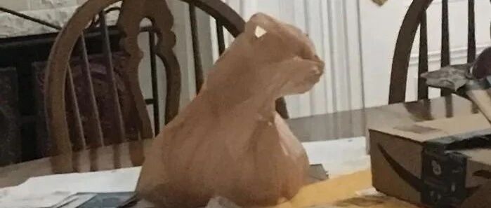 明明没有猫，但是在铲屎官眼里哪里都是猫！