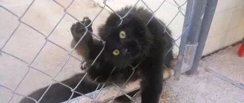 沙雕猫的日常，看来的确有猫病！