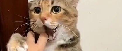 好可爱的猫咪，只是吓唬一下铲屎官啦，怎么舍不得咬下口去！