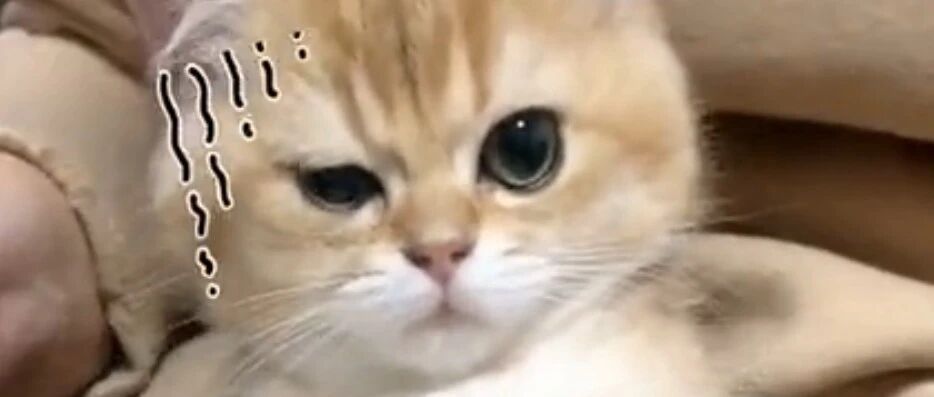 对于顽皮的小奶猫要以教育为主！！