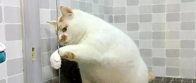 这只用生命抗拒洗澡的肥喵，最后的表情亮瞎了！