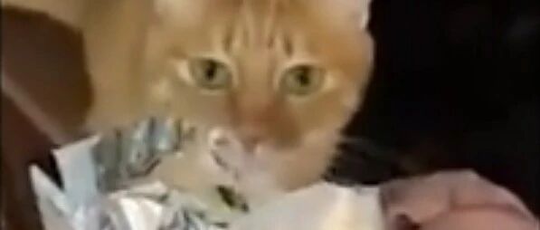 猫咪：不要恨朕指出真相，汪你自求多福吧！