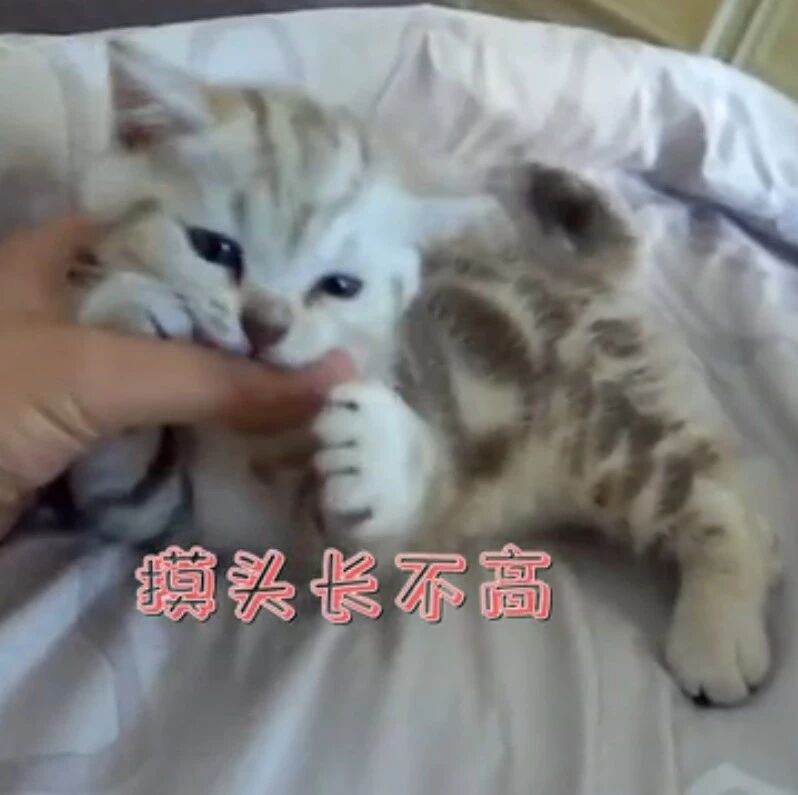 小奶猫专心吃jiojio，铲屎官不断打扰，喵星人最后报复了吗？