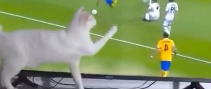 这就是来自喵星的神秘力量，颤抖吧蓝星人！