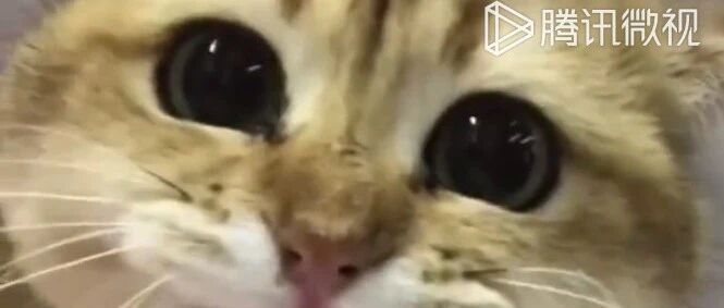 猫咪吃醋的样子原来这么凶，也太萌了