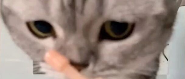 喵星人用过开塞露之后。。。有点不对劲！