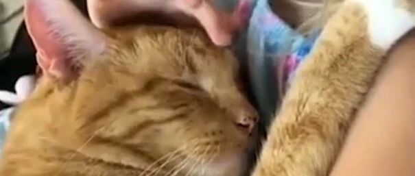 高冷的喵星人睡觉也是需要人哄的哦