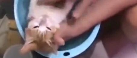 爷爷用猫来示范如何给宝宝洗澡，这怕是只假猫！