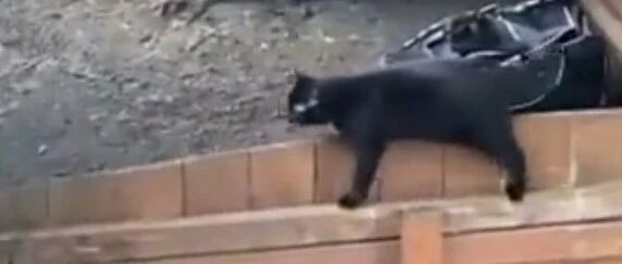 你永远不知道喵星人为了吃能有多厉害！