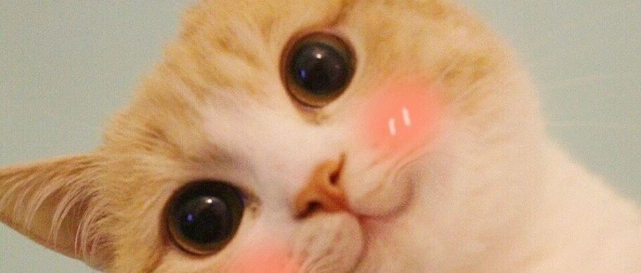 有哪些必备的养宠宝藏app？E宠商城了解一下~