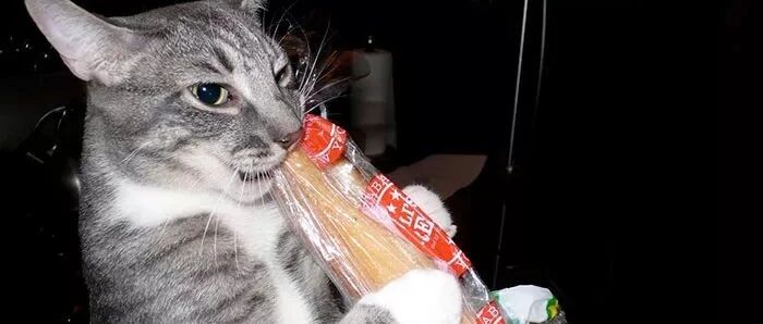 那些对面包情有独钟的喵星人，朕是绝对不会松手的！