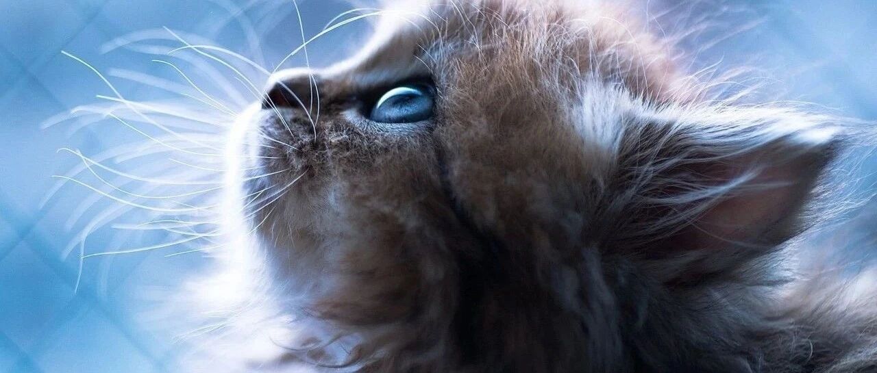 接诊一只满身都是苍蝇的猫猫后，这位主治医师辞职了！