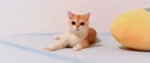 喵星人的嫉妒心，是因为它的骄傲！