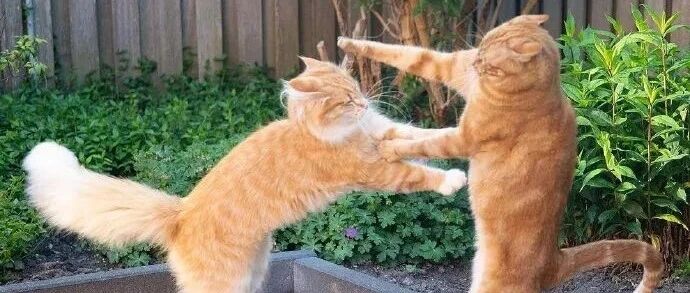 喵星人之间的战争，忍住别笑！