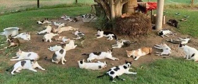 猫咪的睡姿有多野？一到夏天，它就瘫了