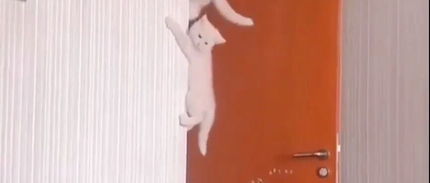 猫咪真的会飞檐走壁！有视频为证！