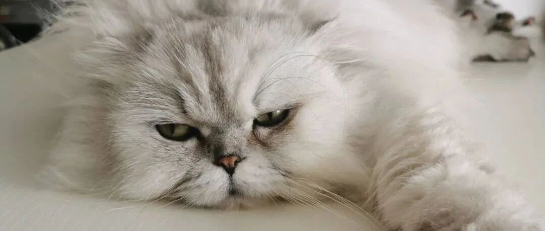 怎么办？一到夏天喵星人就瘫了！