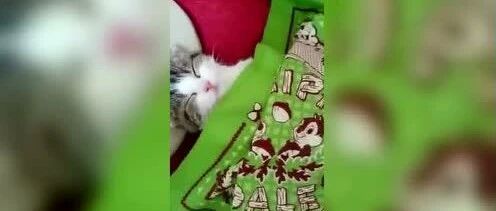 喵星人在沙发上睡着了，细心的铲屎官给盖上毯子