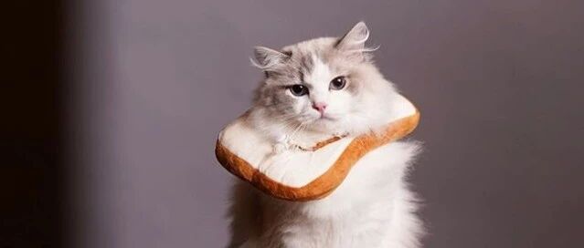 布偶猫证明：美貌和智商不能共存！