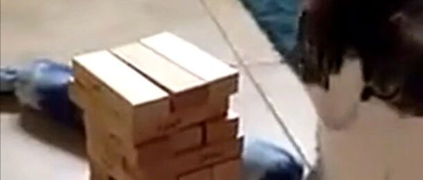 喵星人和铲屎官玩抽积木，暴露惊人绝技