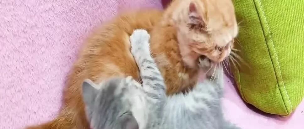 打不还手，咬不还口，也许这就是喵星人的爱情