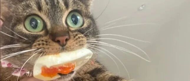 卿本好喵，为何做贼！