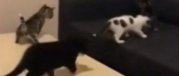 小奶猫玩跳沙发，求最后那只喵的心理阴影面积