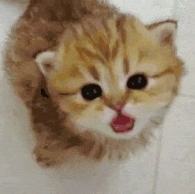 喵星人都是大骗子，可铲屎官还是愿意上当一辈子！