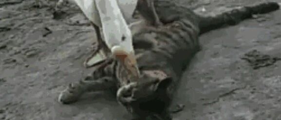 喵星人天不怕地不怕，直到遇上了大鹅。。。