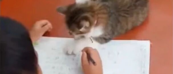 为什么作为还没做完？因为我家有猫！