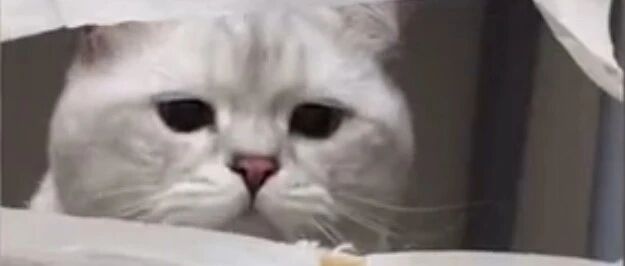 大型猫咪偷吃现场，今天到底偷吃了多少？