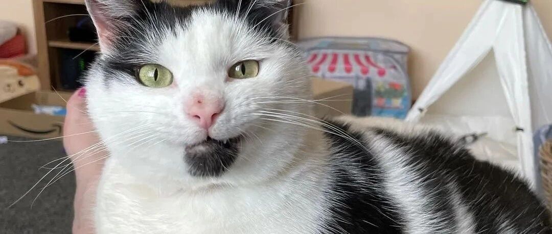 营养不良的猫，凭本事把自己喂成猪！