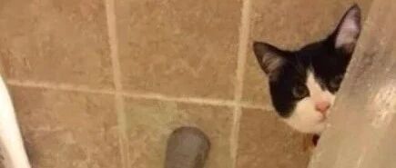 自从有猫后，铲屎官洗澡时的压力就变得特别大。。。