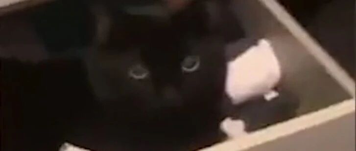 黑猫的隐身技能到底有多强？