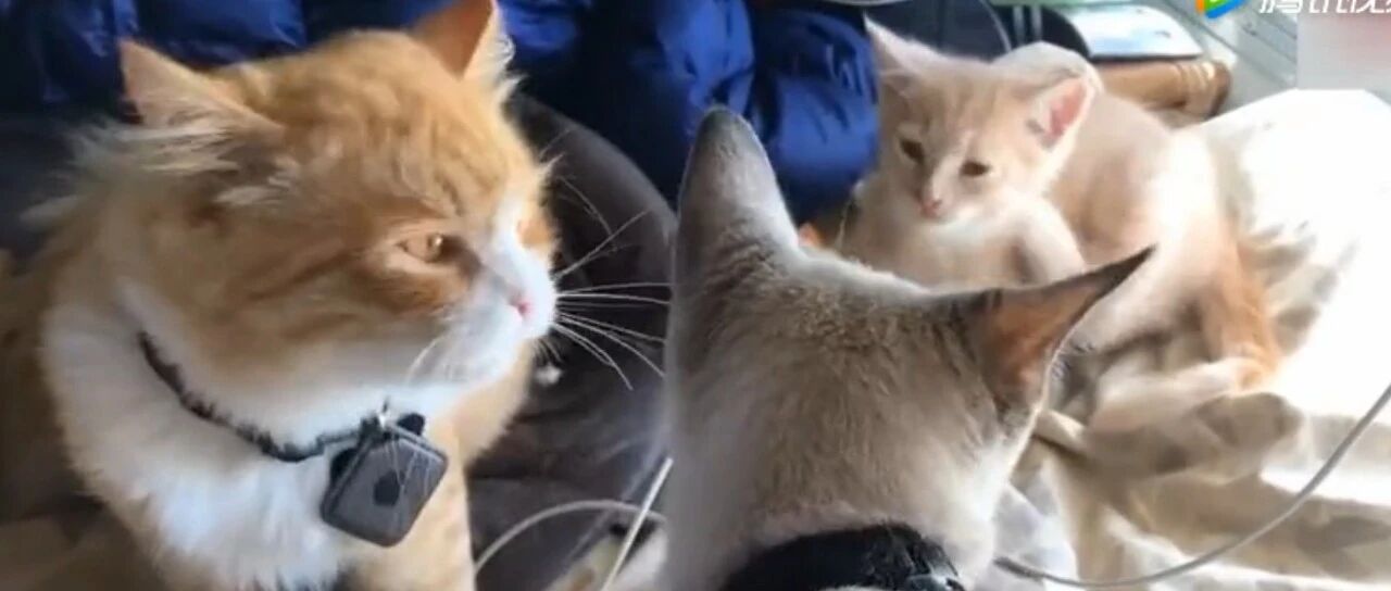 猫妈教育猫宝，猫爸来解围：差不多就行了