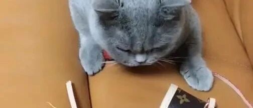 喵：听说这种包包，磨爪子特别舒服！