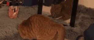 喵星人的的各种迷之操作，就连别的喵都看不懂